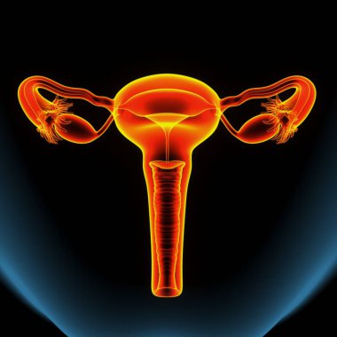 Kadın solunumu ve sperm anatomisi. 3d hazırlayıcı