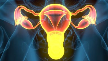 Kadın solunumu ve sperm anatomisi. 3d hazırlayıcı