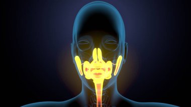 Kadın solunumu ve sperm anatomisi. 3d hazırlayıcı