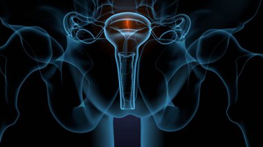 Kadın solunumu ve sperm anatomisi. 3d hazırlayıcı