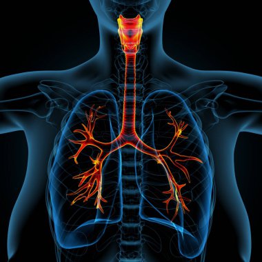 Kadın solunumu ve sperm anatomisi. 3d hazırlayıcı