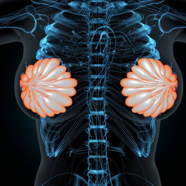 Kadın solunumu ve sperm anatomisi. 3d hazırlayıcı