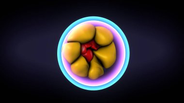 Kadın solunumu ve sperm anatomisi. 3d hazırlayıcı