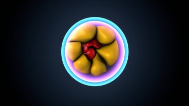 Kadın solunumu ve sperm anatomisi. 3d hazırlayıcı