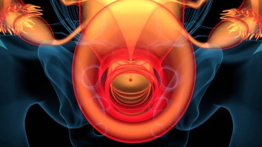 Kadın solunumu ve sperm anatomisi. 3d hazırlayıcı