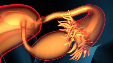 Kadın solunumu ve sperm anatomisi. 3d hazırlayıcı