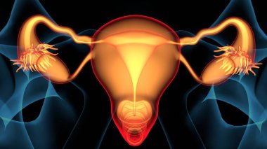 Kadın solunumu ve sperm anatomisi. 3d hazırlayıcı