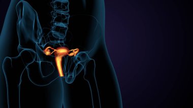 Kadın solunumu ve sperm anatomisi. 3d hazırlayıcı