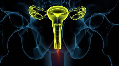 Kadın solunumu ve sperm anatomisi. 3d hazırlayıcı