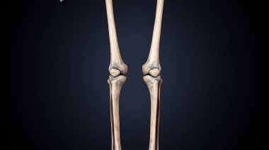 Erkek üreme sistemi. 3d illüstrasyon