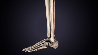 Erkek üreme sistemi. 3d illüstrasyon