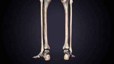Erkek üreme sistemi. 3d illüstrasyon