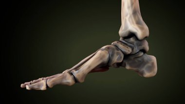 Erkek üreme sistemi. 3d illüstrasyon