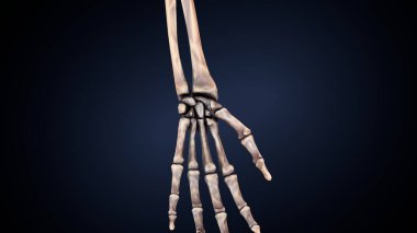 Erkek üreme sistemi. 3d illüstrasyon