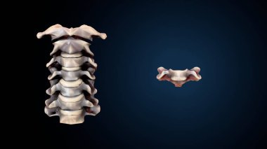 İnsan iskeleti sindirim sistemi anatomisi. 3d hazırlayıcı