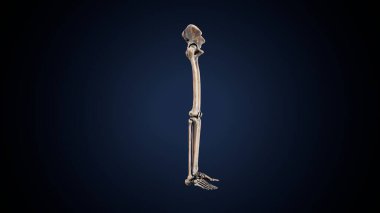 İnsan iskeleti sindirim sistemi anatomisi. 3d hazırlayıcı