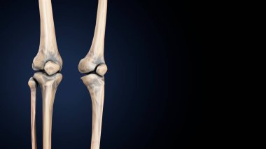 İnsan iskeleti sindirim sistemi anatomisi. 3d hazırlayıcı