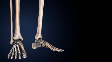 İnsan iskeleti sindirim sistemi anatomisi. 3d hazırlayıcı