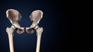 İnsan iskeleti sindirim sistemi anatomisi. 3d hazırlayıcı