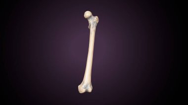 İnsan iskeleti sindirim sistemi anatomisi. 3d hazırlayıcı