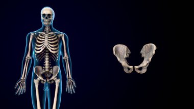 İnsan iskeleti sindirim sistemi anatomisi. 3d hazırlayıcı
