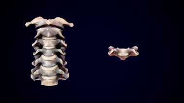 İnsan iskeleti sindirim sistemi anatomisi. 3d hazırlayıcı