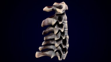 İnsan iskeleti sindirim sistemi anatomisi. 3d hazırlayıcı