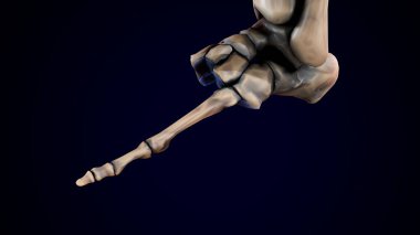 İnsan iskeleti, sindirim sistemi anatomisi. 3d illüstrasyon