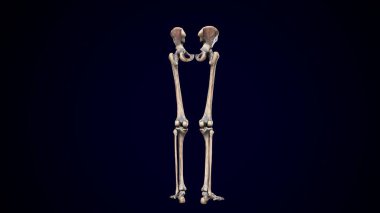 İnsan iskeleti, sindirim sistemi anatomisi. 3d illüstrasyon