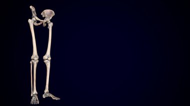 İnsan iskeleti, sindirim sistemi anatomisi. 3d illüstrasyon