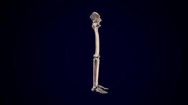 İnsan iskeleti, sindirim sistemi anatomisi. 3d illüstrasyon