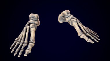 İnsan iskeleti, sindirim sistemi anatomisi. 3d illüstrasyon