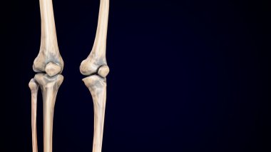 İnsan iskeleti, sindirim sistemi anatomisi. 3d illüstrasyon