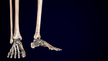 İnsan iskeleti, sindirim sistemi anatomisi. 3d illüstrasyon