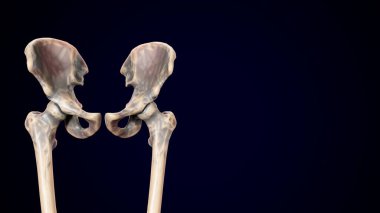 İnsan iskeleti, sindirim sistemi anatomisi. 3d illüstrasyon