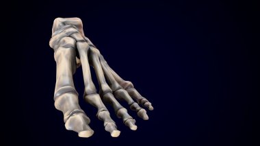 İnsan iskeleti, sindirim sistemi anatomisi. 3d illüstrasyon