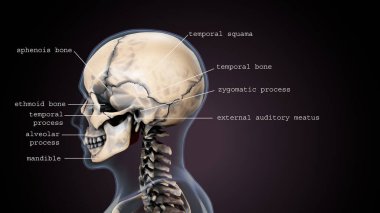 İnsan iskeleti, sindirim sistemi anatomisi. 3d illüstrasyon