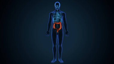 İnsan iskeleti, sindirim sistemi anatomisi. 3d illüstrasyon
