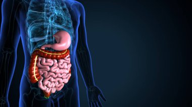 İnsan iskeleti, sindirim sistemi anatomisi. 3d illüstrasyon