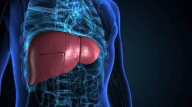 İnsan iskeleti, sindirim sistemi anatomisi. 3d illüstrasyon