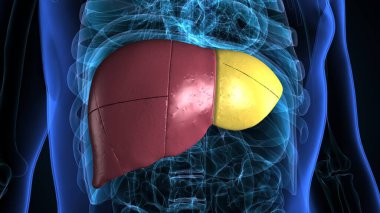 İnsan dişi üreme sistemi. 3d illüstrasyon