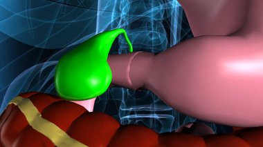 İnsan dişi üreme sistemi. 3d illüstrasyon