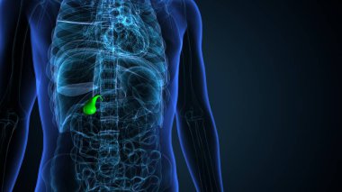 İnsan dişi üreme sistemi. 3d illüstrasyon