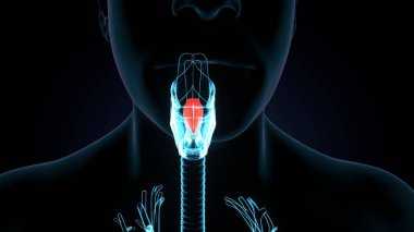 İnsan dişi üreme sistemi. 3d illüstrasyon