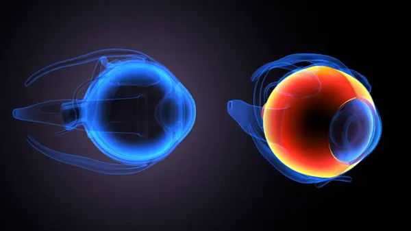 Kadın üreme sistemi anatomisi. 3D çizim