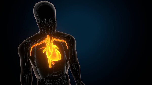 анатомия костей человеческого скелета. 3d иллюстрация