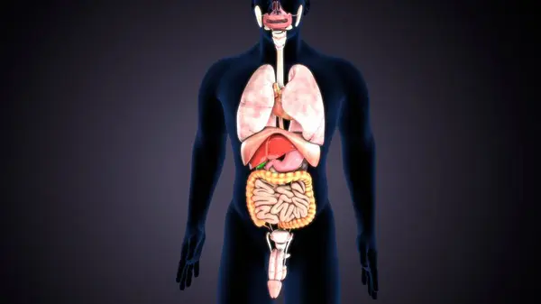 Kadın solunumu ve sperm anatomisi. 3d hazırlayıcı