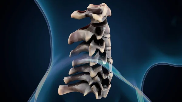 İnsan iskeleti sindirim sistemi anatomisi. 3d hazırlayıcı