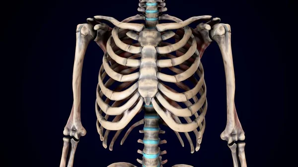 İnsan iskeleti, sindirim sistemi anatomisi. 3d illüstrasyon