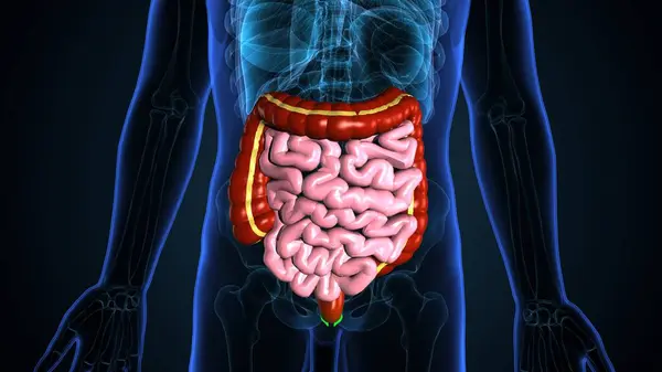 human skeleton,digestive system anatomy. 3d illustration